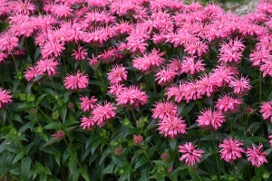 Monarda 'Pink Chenille' 